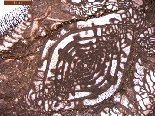 Triticites pinguis