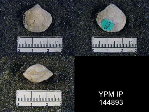 Athyris capillata