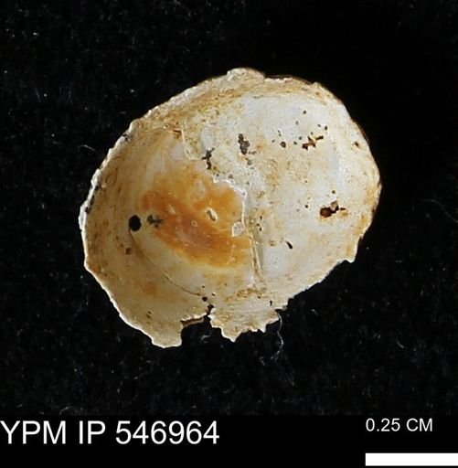 Crepidula fornicata