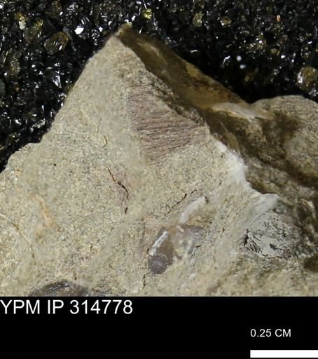 undet. Mollusca