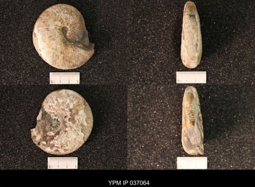 Hoploscaphites nicolletii