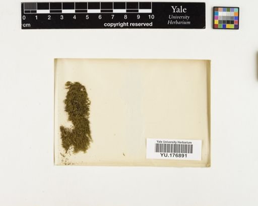 Plantae