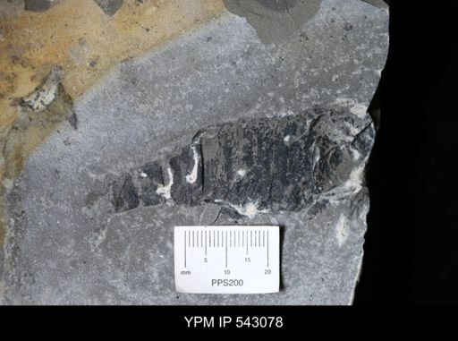 undet. Eurypterida