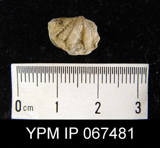 Delthyris perlamellosa