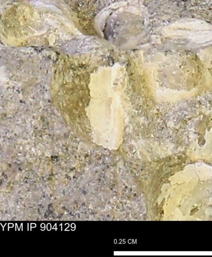 Corbulamella sp.