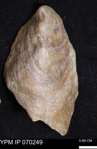 Ostrea glabra