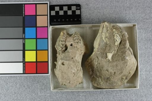 Eporeodon bullatus