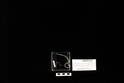 Sistrurus catenatus edwardsi
