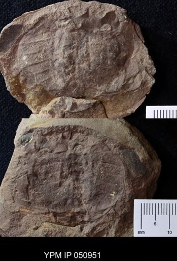 Euproops danae