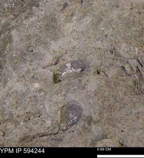 undet. Bivalvia