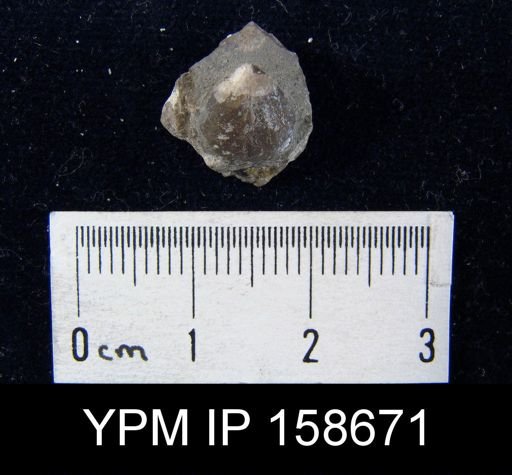 Pentamerus oblongus