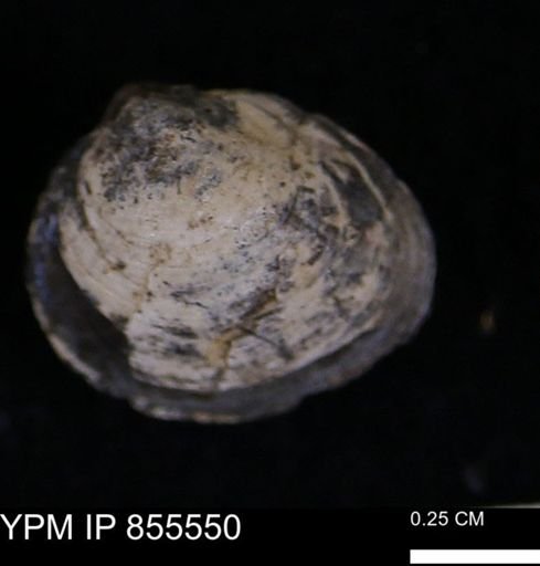 Limopsis striatopunctatus
