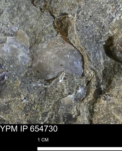 Protocardia