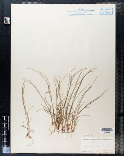 Juncus tenuis