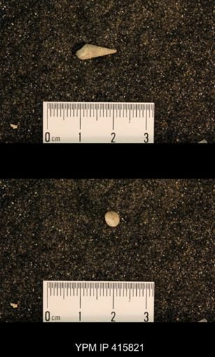 Meekospira choctawensis