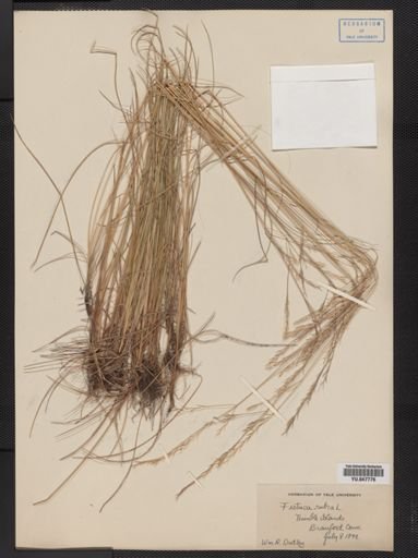 Festuca rubra