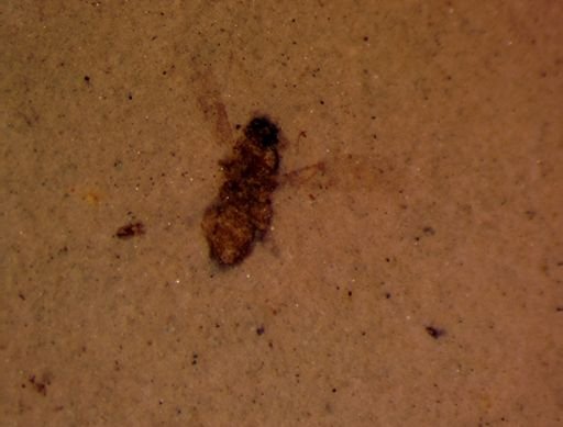 Diptera?
