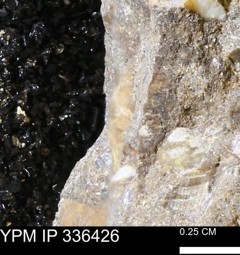 undet. Mollusca