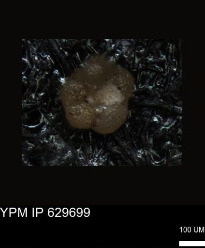 undet. Foraminiferida