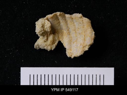 undet. Gastropoda