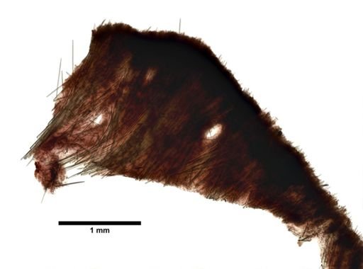 Aaptos pernucleata