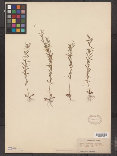 Lechea intermedia