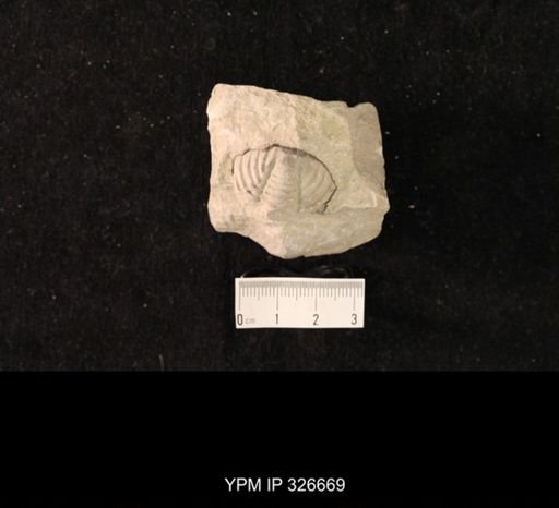 Calymene schucherti