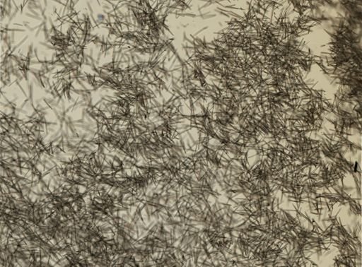 Isodictya deichmannae