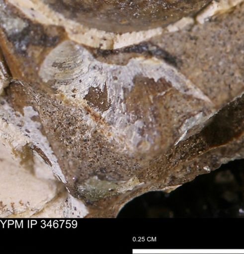 undet. Bivalvia