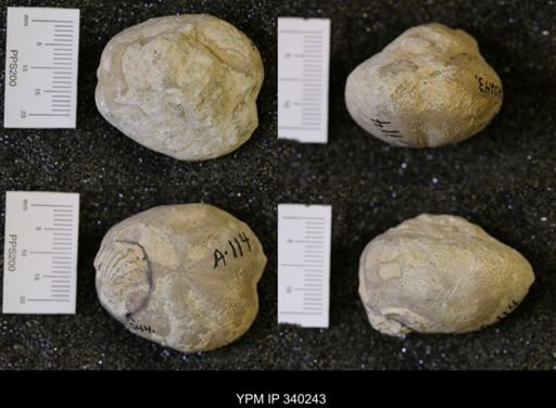 Hemiaster whitei
