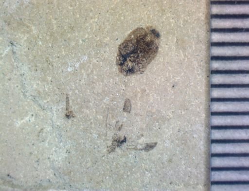 Hymenoptera?