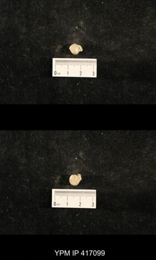 Euphemites carbonarius