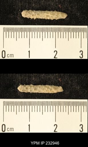 Archaeocidaris sp.