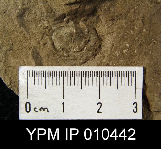 Marginifera pusilla