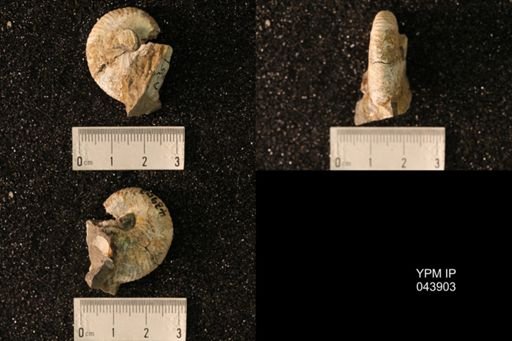 Hoploscaphites nicolletii