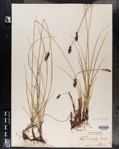 Carex praegracilis
