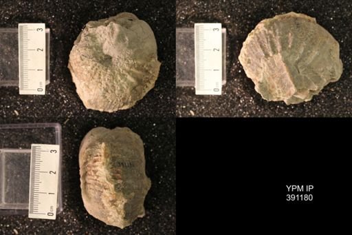 Scaphitidae