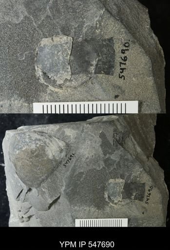 undet. Eurypterida