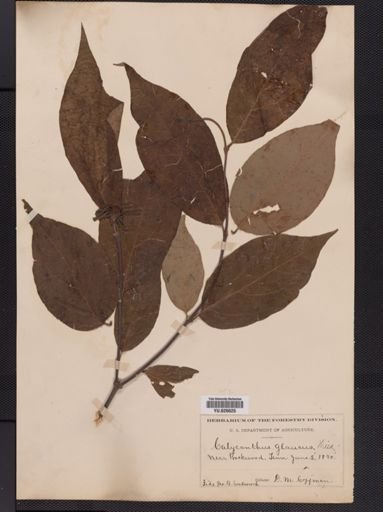 Calycanthus fertilis