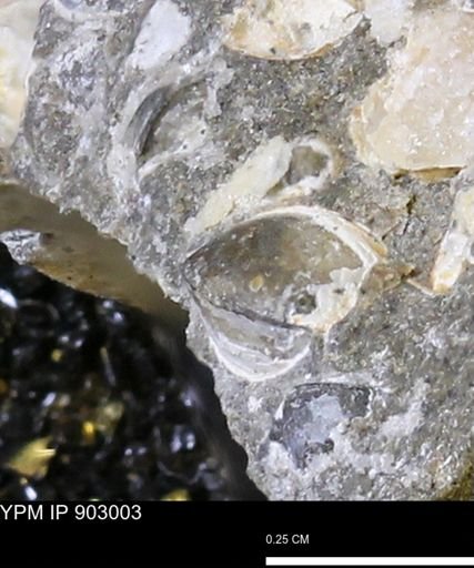 undet. Bivalvia