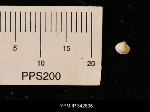Protocardia sp.