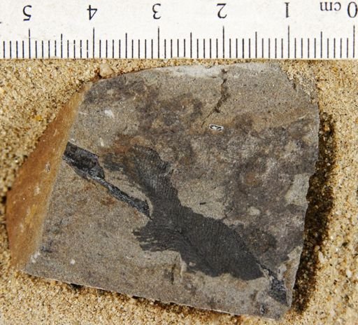 Sagenopteris panda