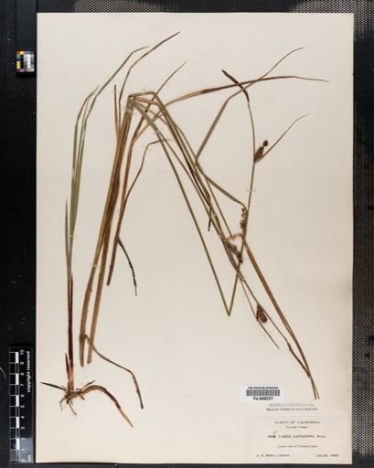 Carex lanuginosa