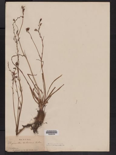 Thysanotus