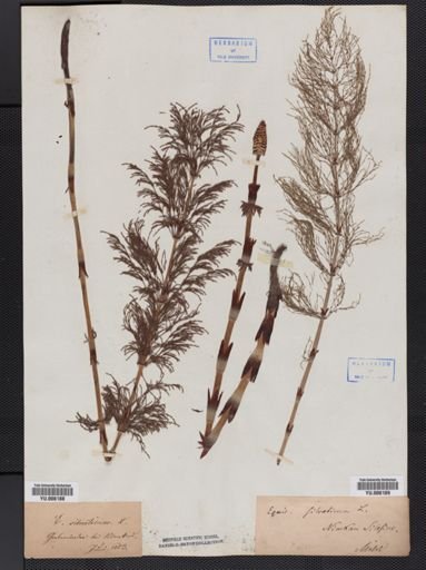 Equisetum sylvaticum