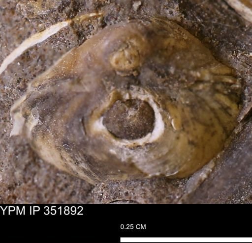 Limopsis striatopunctatus