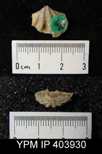 Delthyris perlamellosa