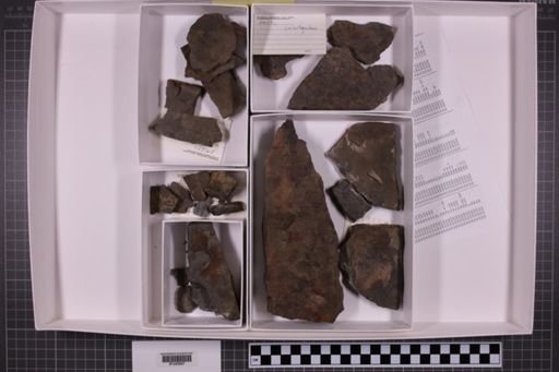 mixed taxa, stratigraphic collection