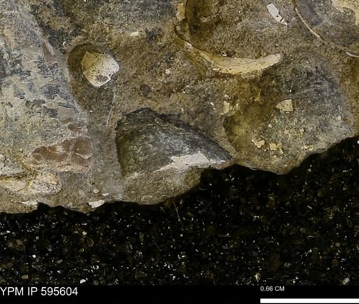 Protocardia sp.