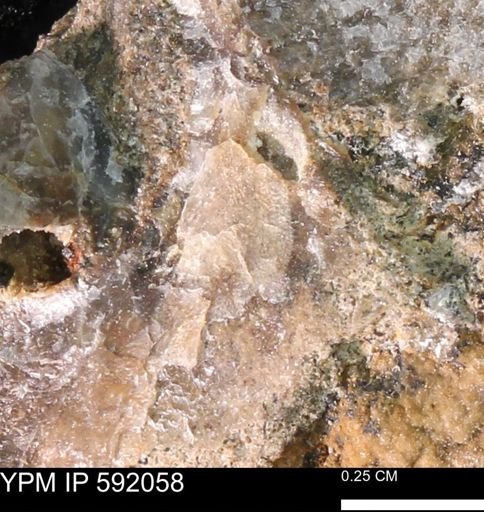 Ostrea sp.